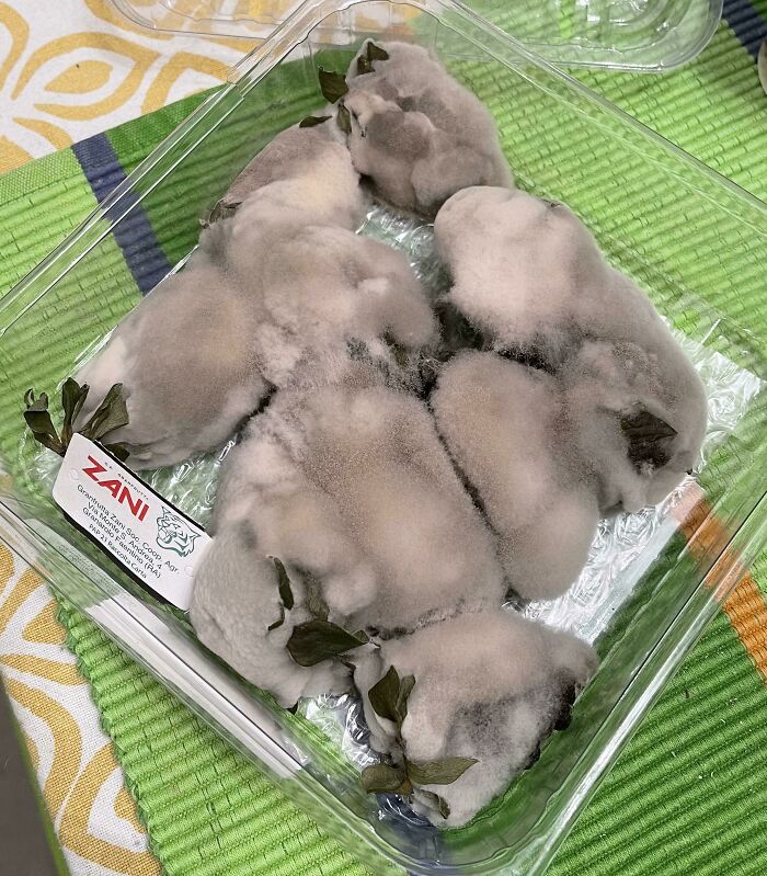 A Family Of Happy Mice. (I Forgot A Box Of Strawberries In The Fridge Before Leaving Home A Month Ago)