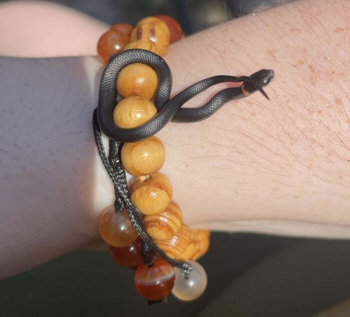 Found This Little Fella Stuck In My Pool