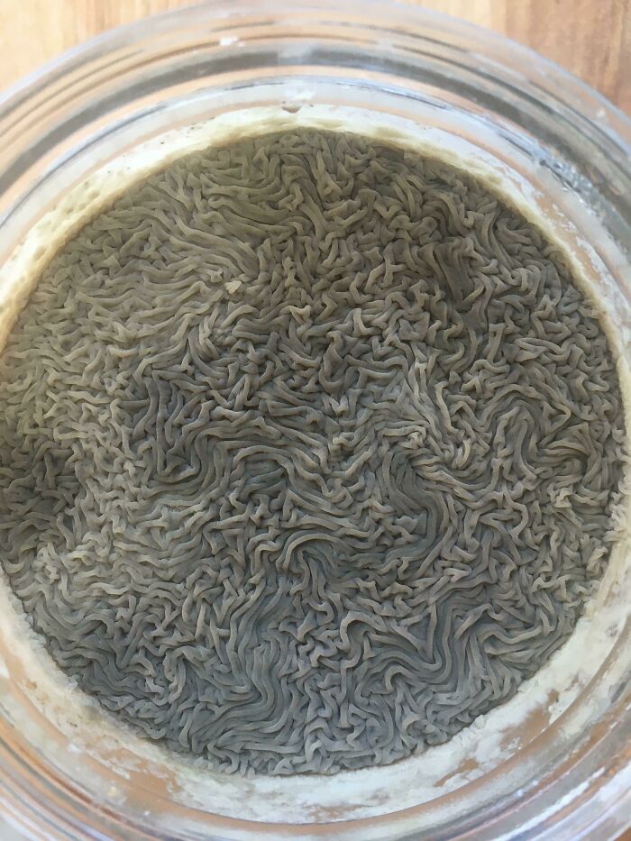 Mesmerizing Old Sourdough Starter I Found In The Fridge