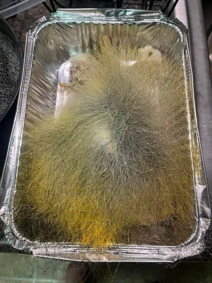 Extremely Moldy Turkey