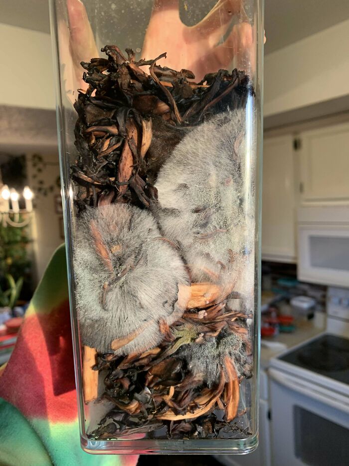 Our Dried Maitakes Weren’t Dried Enough It Seems