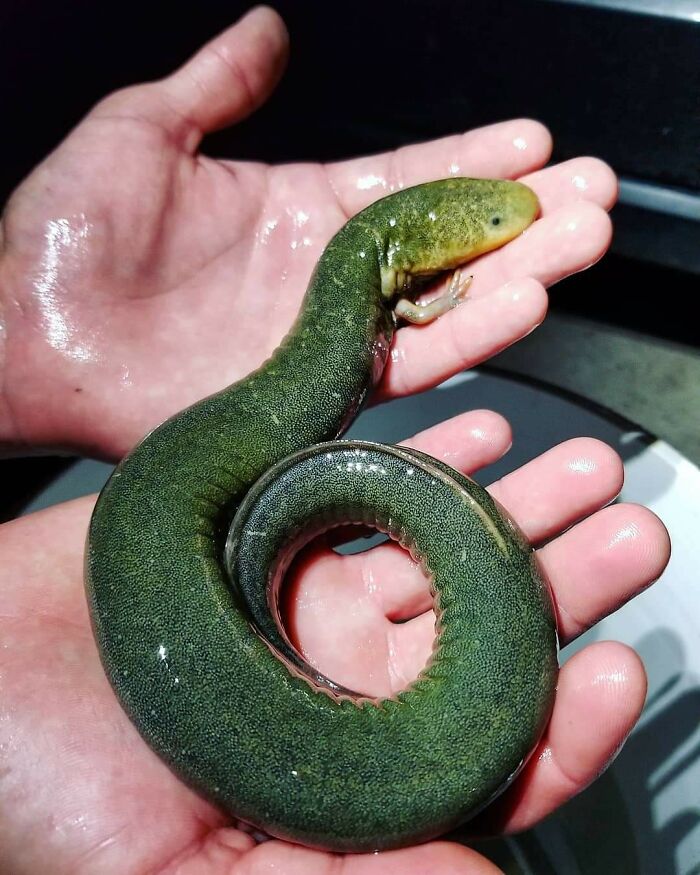 Un amigo me llamó porque encontró una salamandra mientras limpiaba una zanja. La llevamos a un lugar seguro