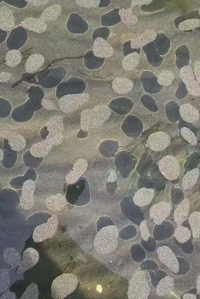 Patches Of Sand Floating On Top Of Water Near Shoreline, Each Patch Around 4-10 Cm In Diameter