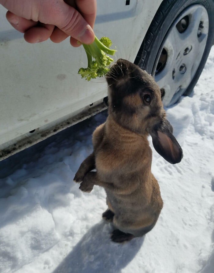 Found This Guy Under My Car This Morning. Spent About 10 Minutes Hand-Feeding Him Carrots And Broccoli
