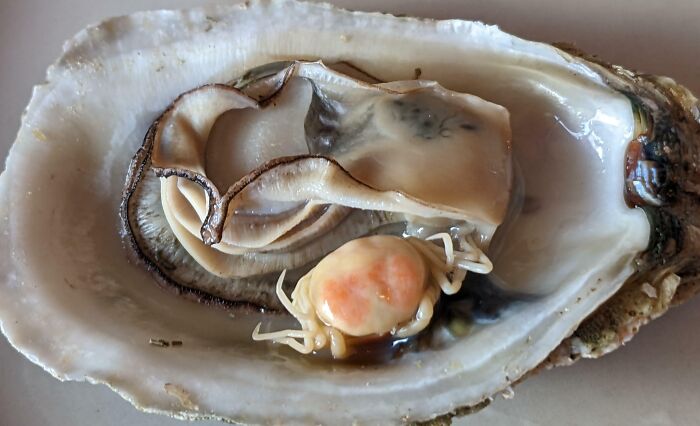 My Oyster Had A Little Crab Inside Of It
