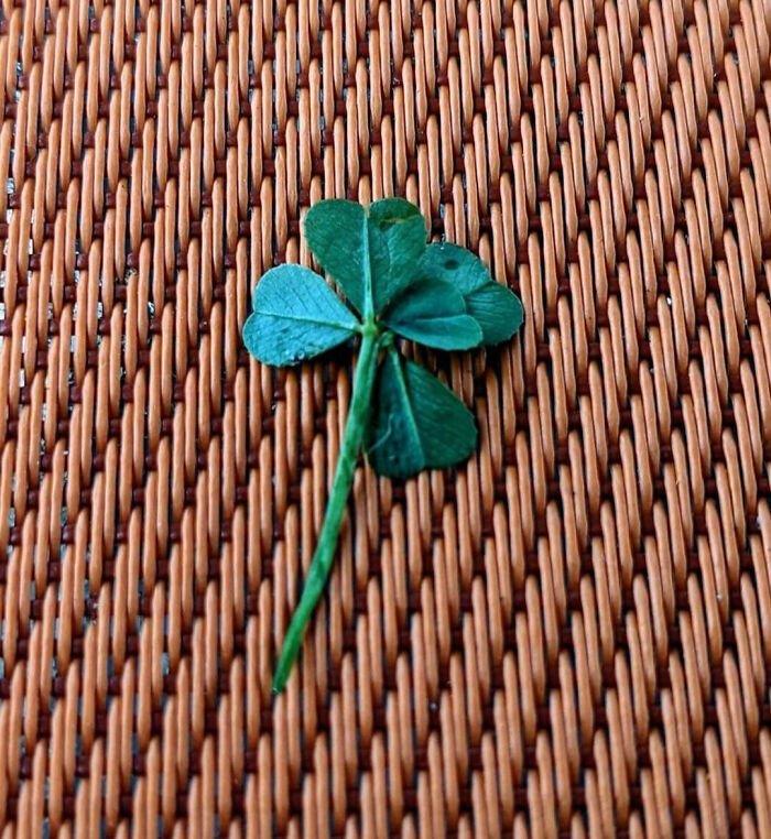 My Aunt Found A Five-Leaf Clover