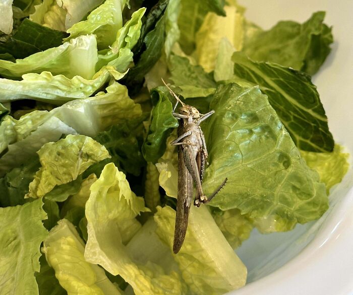 Giant Grasshopper Found In A Sealed Salad Kit From Costco