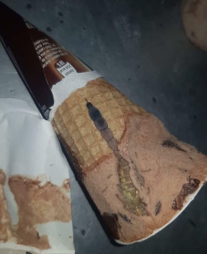 A Scorpion Tail Was Found In This Ice Cream