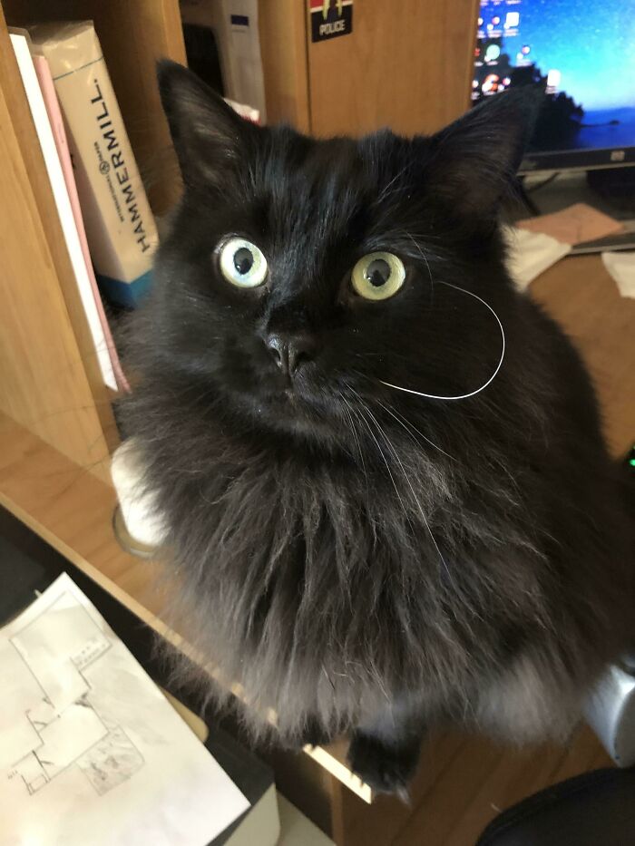 My Parent’s Cat Has A Single White And Curly Whisker, The Rest Are Black