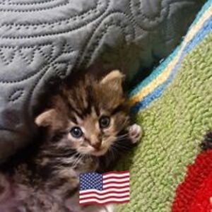 elainehagan753 avatar