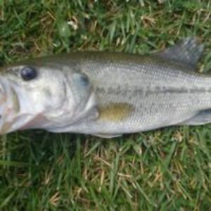 smithherbie1982 avatar