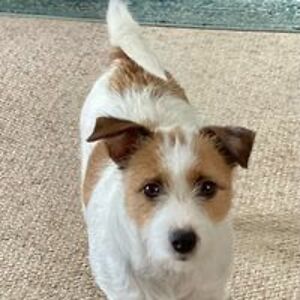 anniewright1939 avatar