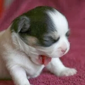 lindastraight avatar