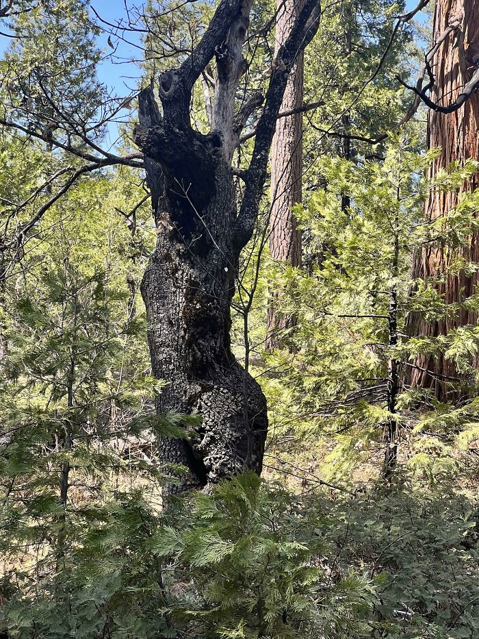 I Came Across This Tree That Looks Like A Woman With Her Arms Raised Above Her Head