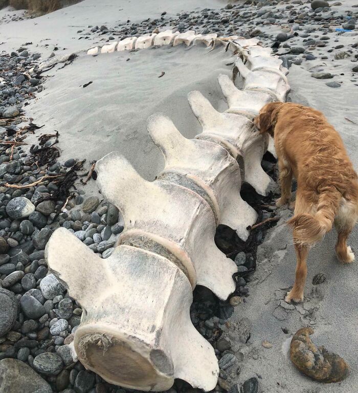 Washed Up Whale Spine