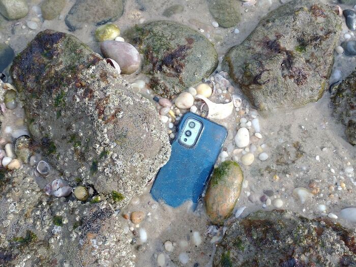 Found While Walking Along The Beach At A Low Tide