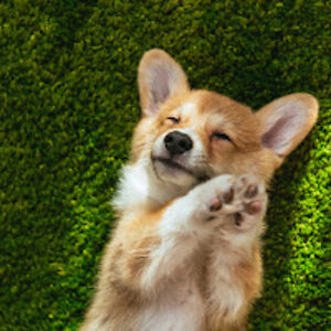 raphaelviasnoff avatar