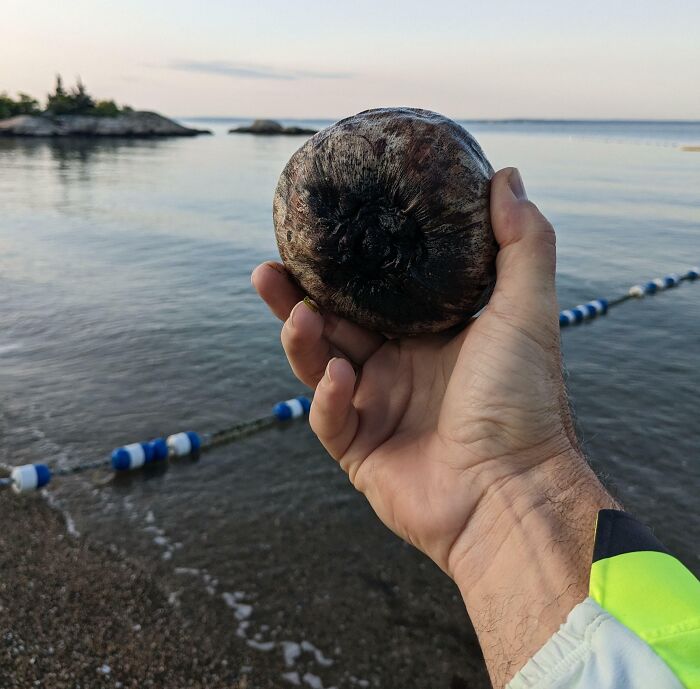 Found A Coconut Washed Up On The Beach In New England