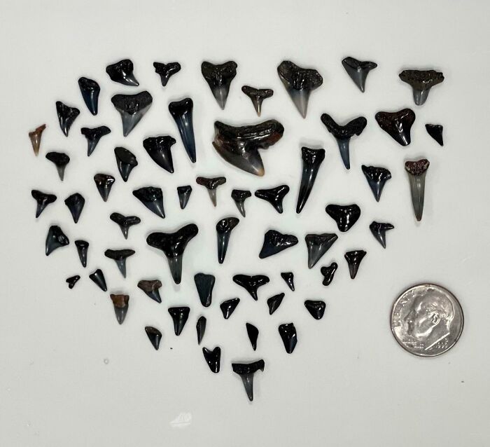 The Shark Teeth Four Of Us Found After A Couple Hours At The Beach This Morning