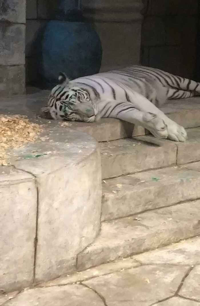 This Tiger Has Not Seen Sunlight In 14 Years! Downtown Aquarium Has Tiger In A Tank. Why?!