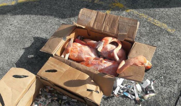 Police In Colombia Intercepted Poachers Smuggling Live Flamingos Stuffed In Boxes