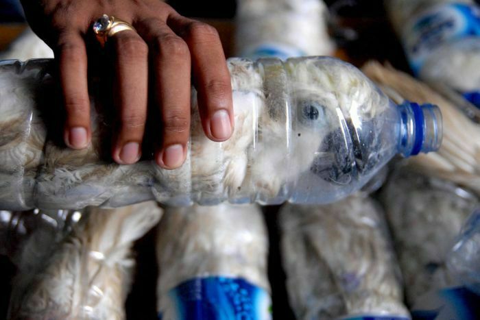 Critically Endangered Yellow-Crested Cockatoo Being Smuggled In Plastic Bottles Destined For The Illegal Pet Trade. Between 1980 And 1992, Over 100,000 Of These Birds Were Exported And The Current Population Is Thought To Be Fewer Than 7000 Individuals And Declining