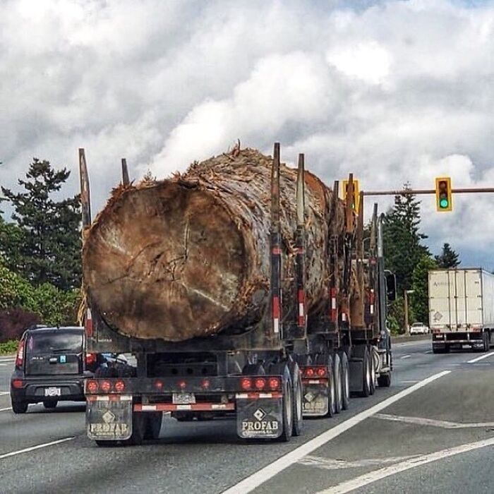Jerkwads Making Millions From Some Of The Last Old Growth In Canada. Can We Cancel-Culture That?