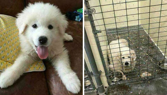 Unwanted Puppy Was Adopted And Given As A Gift To A Family For Christmas... Only To End Up Back At The Same Shelter Next Christmas. Dogs Are For Life - Not Just Christmas