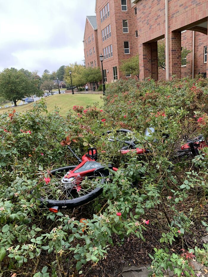 People At My School Threw The Pay-To-Ride Bikes In The Bushes Instead Of Putting Them Back On The Bike Rack 10 Feet Away