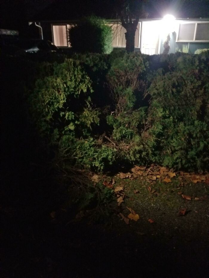 One Of Our Neighbors Crashed Into Our Bushes In The Middle Of The Work Day And We Came Home To Our Bushes Destroyed. No One Has Come To Take Responsibility