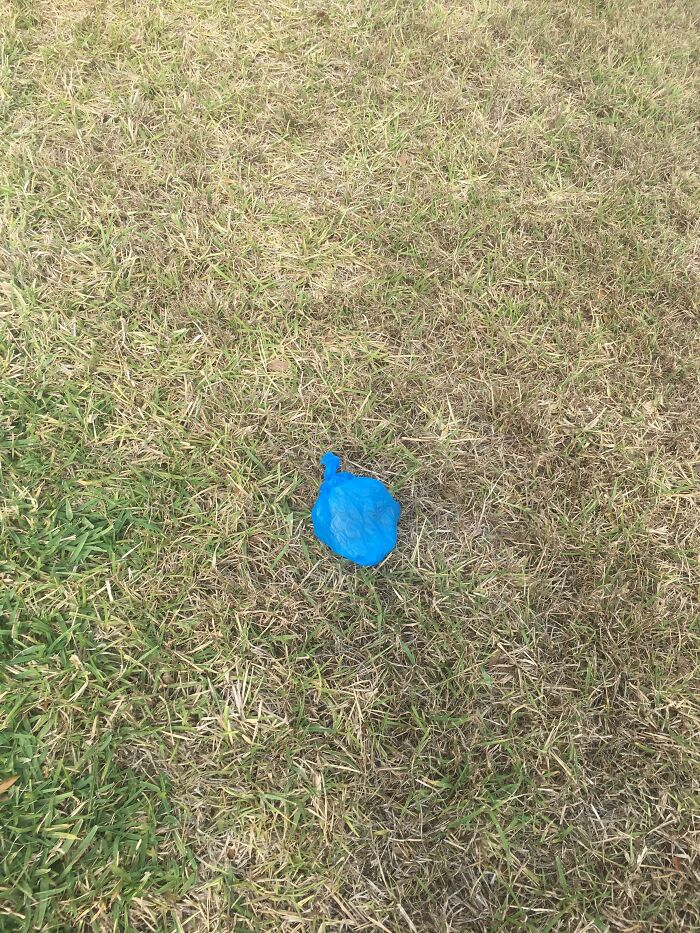 I Walked Home From School With My Brother And I Found This On My Lawn. If You Don’t Know, That’s A Doggie Bag, Aka A Bag That You Pick Up Your Dog’s Poop With. At Least It’s Not Just Dog Crap Sitting On The Grass