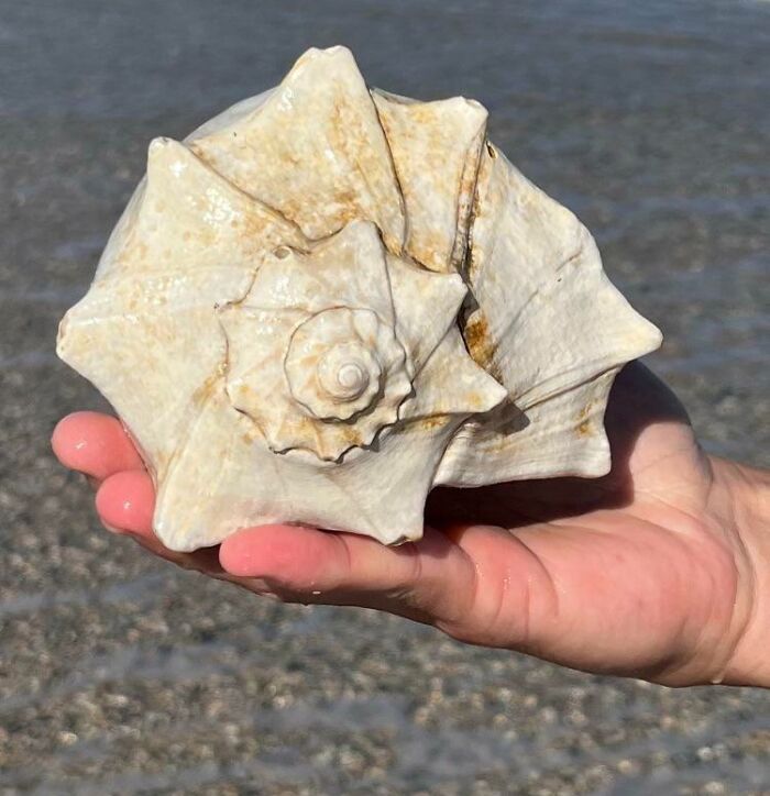 Conch Shell I Found At My Local Beach After The Storm. Carolina Beach, NC
