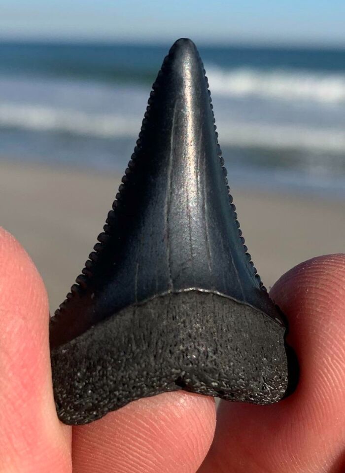The Serrated Edges On This Shark Tooth I Found Today. Carolina Beach, NC