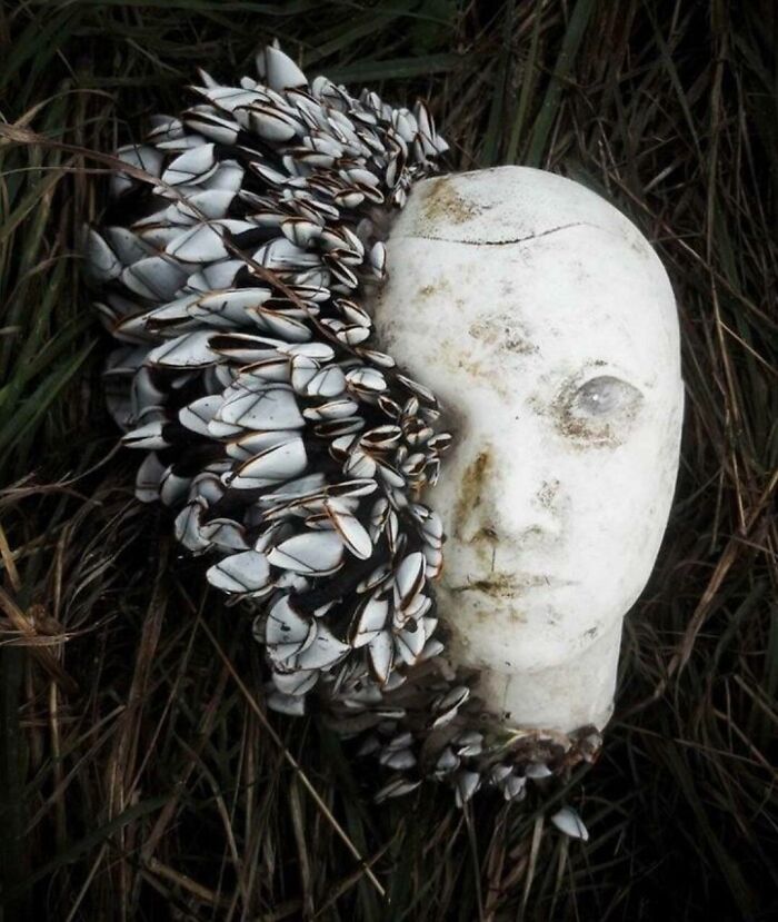 Clam-Covered Mannequin Head That Washed Up On Shore