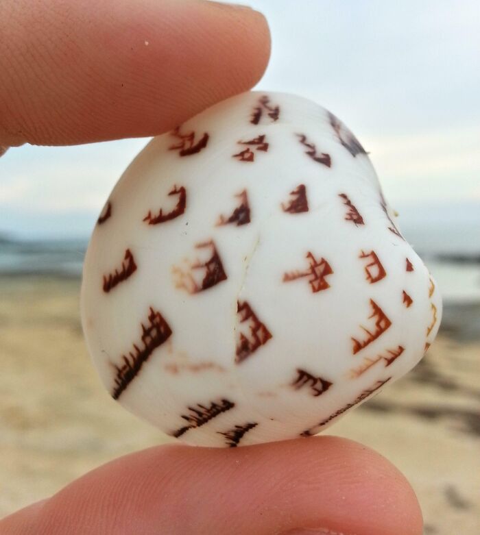 I Think I Just Found A Shell With An Ancient Language On It