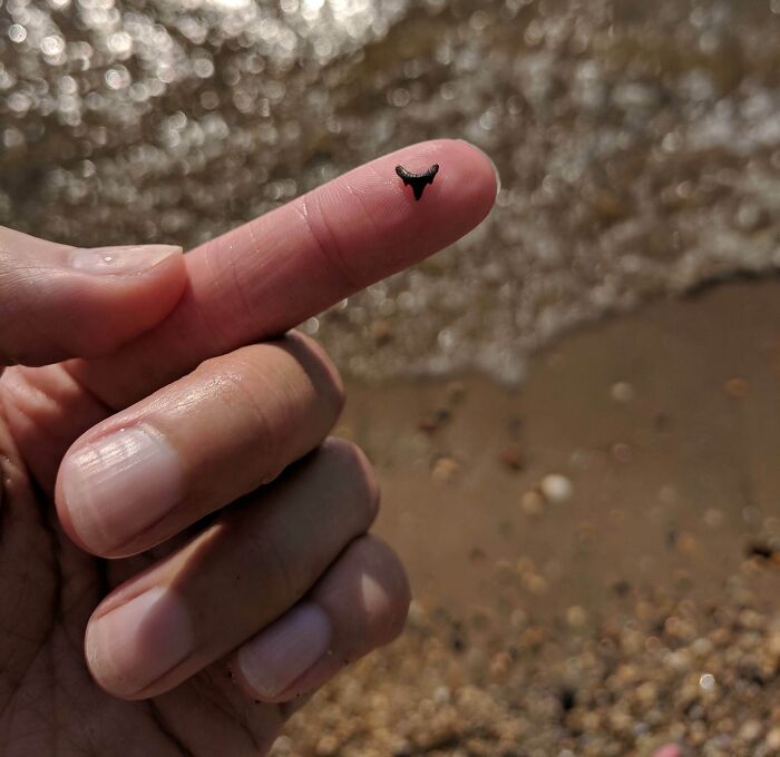 I Found A Teeny Tiny Shark Tooth In The Potomac River