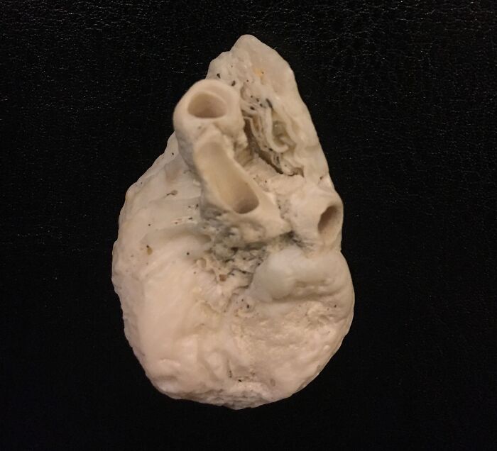 This Seashell I Found Looks Like A Human Heart