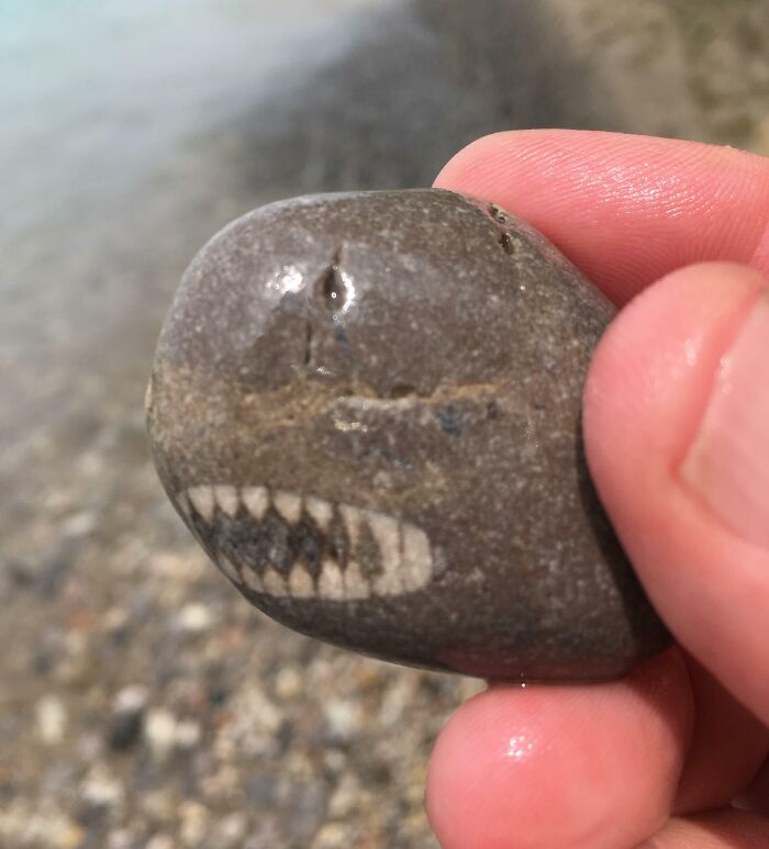 Found A Rock That Looks Like A Shark