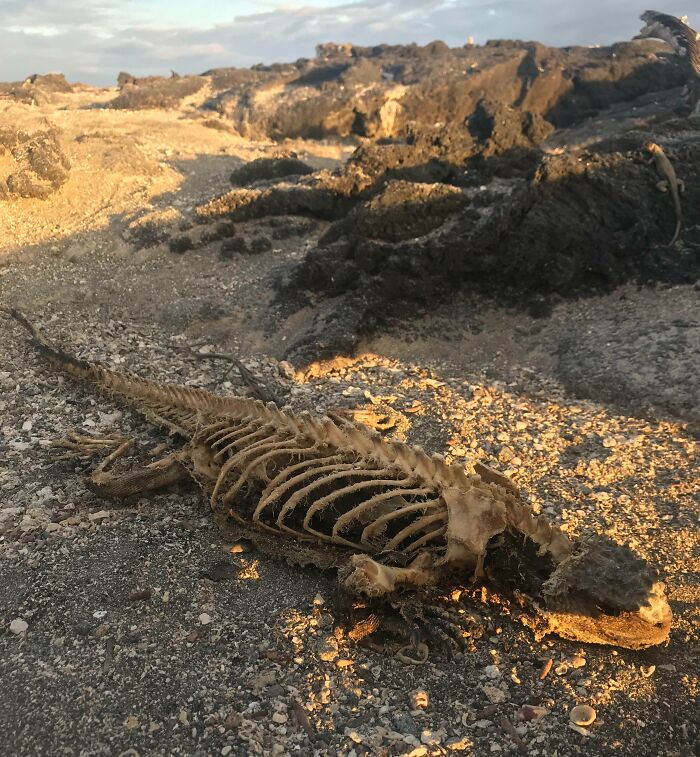 This Iguana Carcass I Found On A Beach In The Galápagos Islands