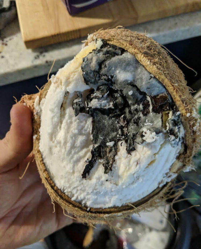 Drank The Whole Coconut Then Cracked It Open To Find This