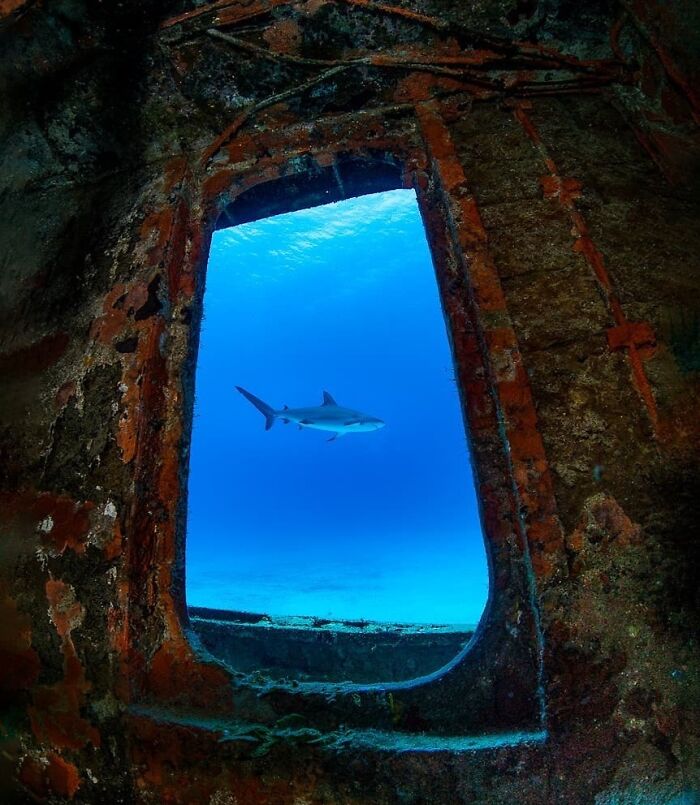 A Caribbean Reef Shark Framed In A Hatchway From My Dive On Big Crab In Nassau, The Bahamas