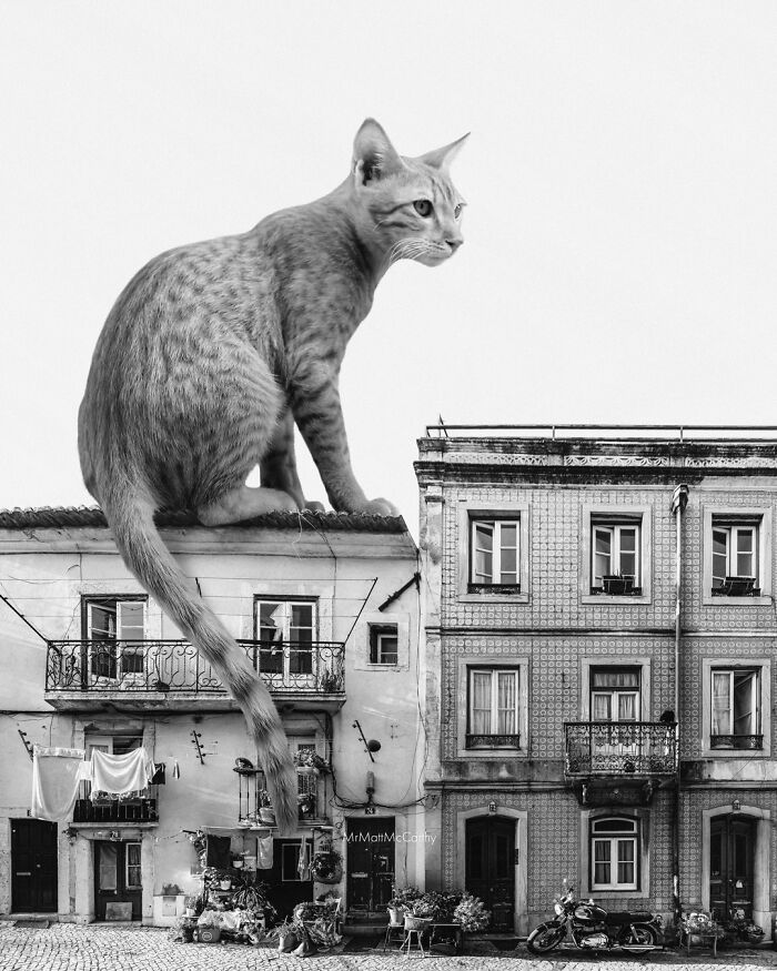 Artist Creates A Parallel World Where There Are Giant Cats Everywhere — And Everyone Thinks It's Normal (New Pics)