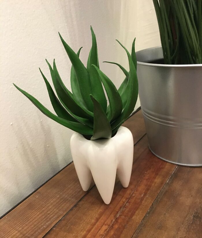 This Vase At My Dentist's Office Is Shaped Like A Tooth