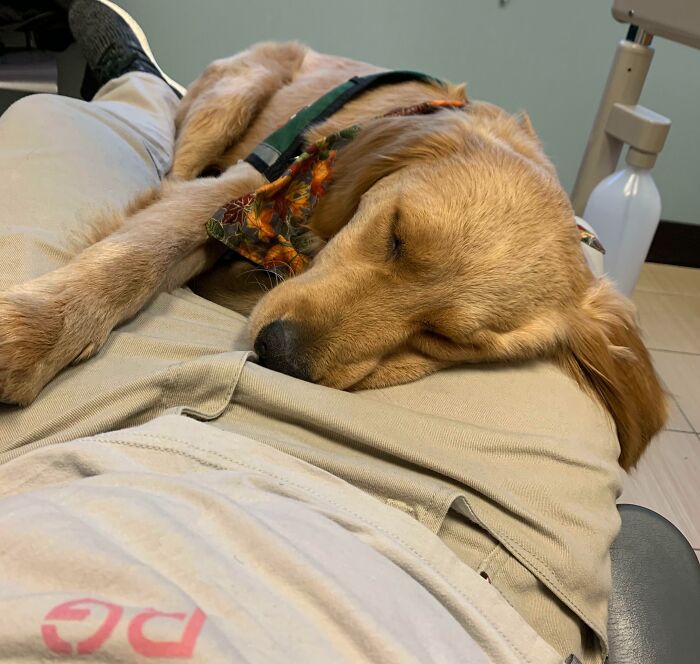 Today My Dentist Had A Service Puppy She Was Training. He Laid In My Lap While I Was Getting My Teeth Cleaned