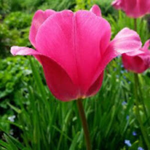 angelayoung_1 avatar