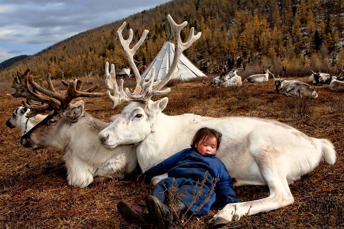 Niño durmiendo con los renos en Mongolia