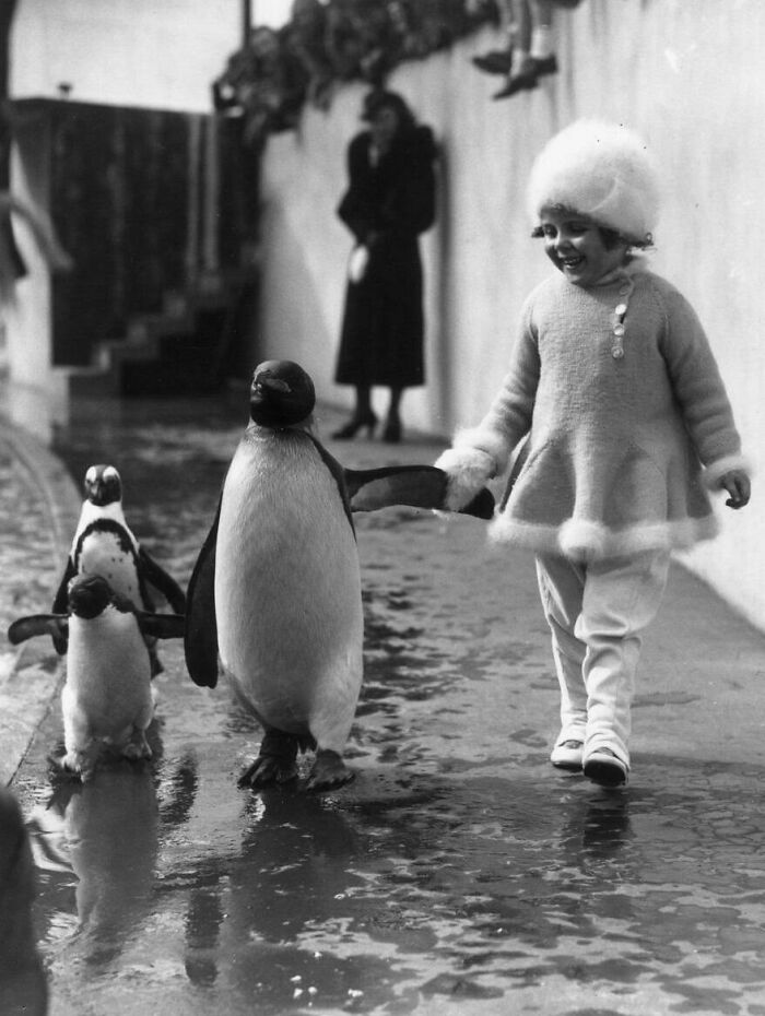 A Little Girl Holds A Flipper As She Walks With A Penguin Family Around The London Zoo In 1937 