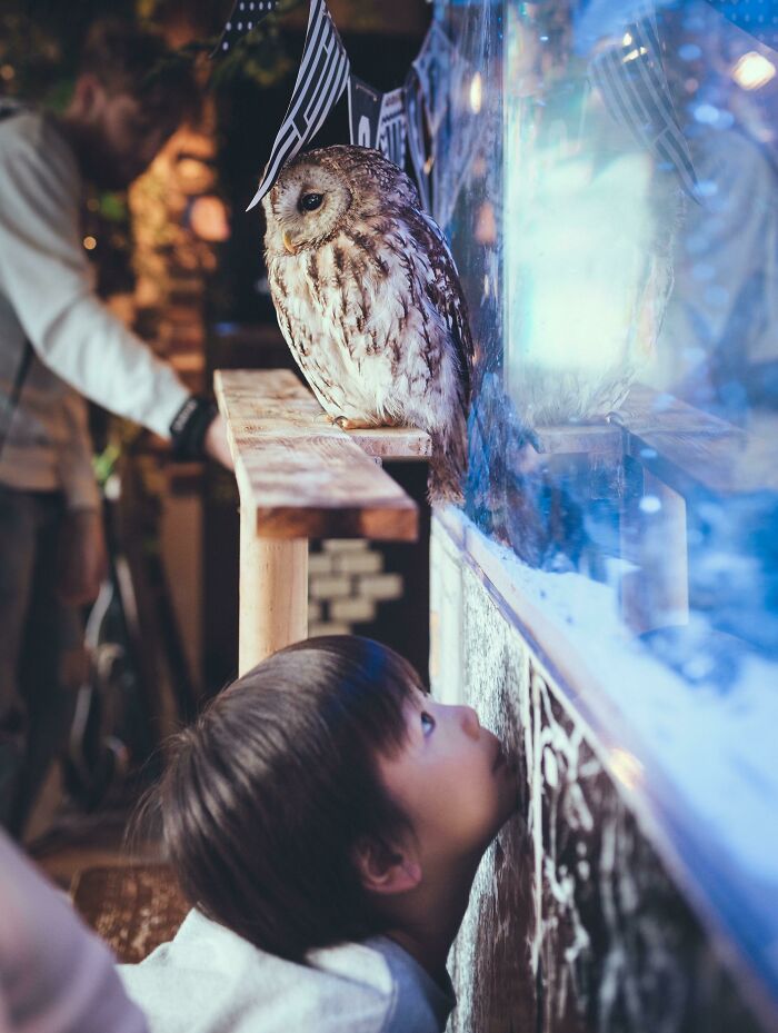 A Child Admiring A Small Owl In Tokyo, Japan