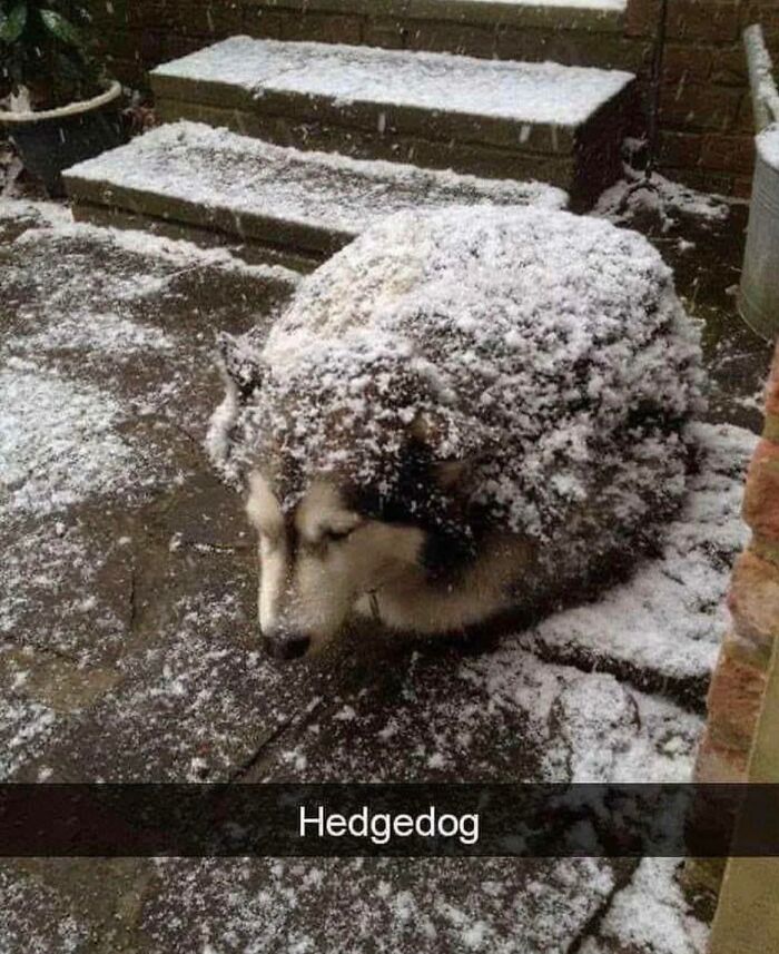 Hedgedog, Make Sure To Approach Quietly To Not Startle