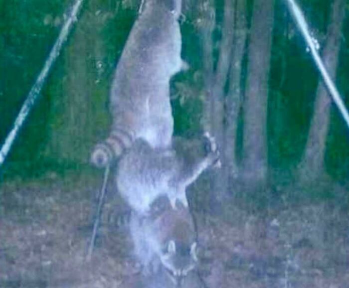Trail Cam. Raccoons Stack Up For The Feeder